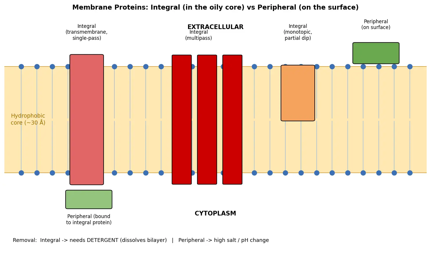 Figure — Identify membrane proteins (integral, peripheral)