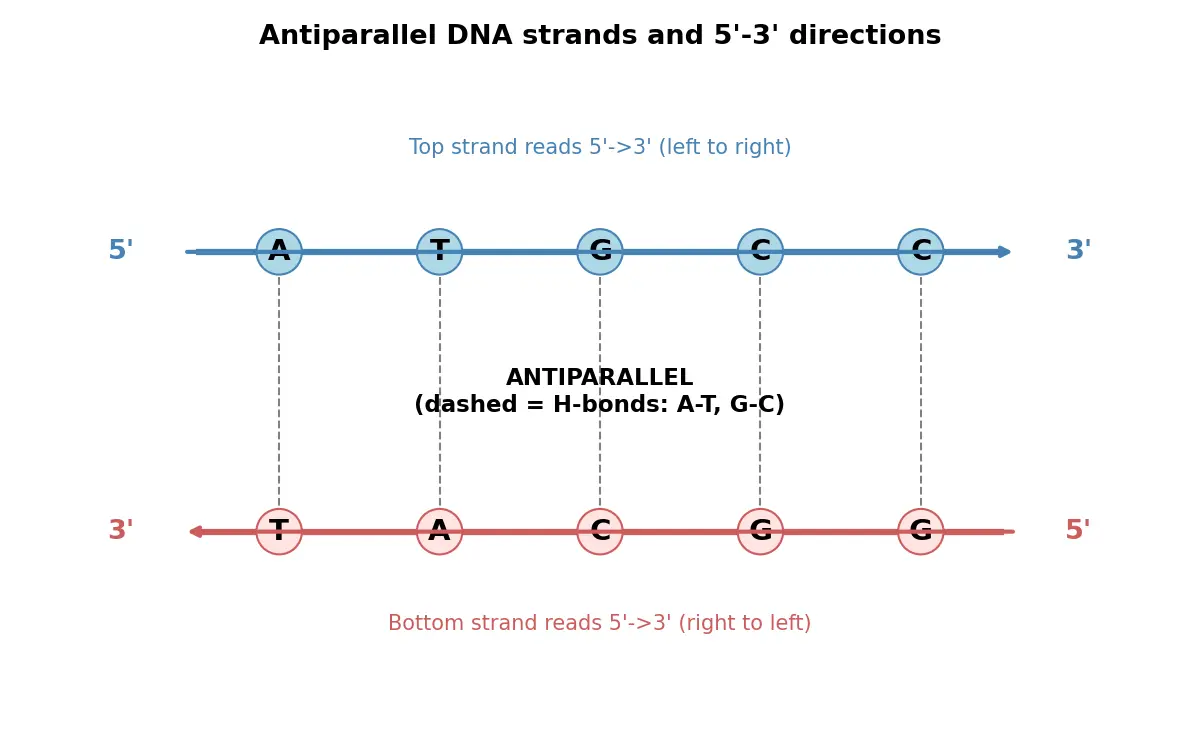 Figure — Explain antiparallel strands and the 5'-3' directions