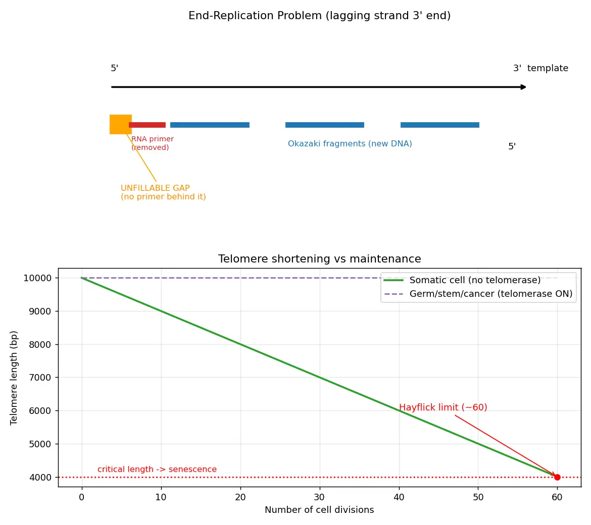 Figure — Explain telomeres and telomerase
