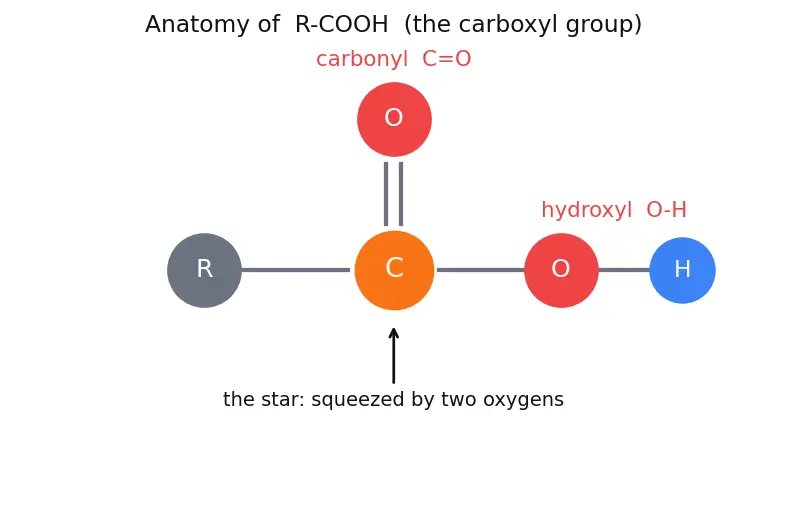 Figure — Carboxylic acids — acidity, derivatives (acid chlorides, anhydrides, esters, amides), Hell-Volhard-Zelinsky, esterificat