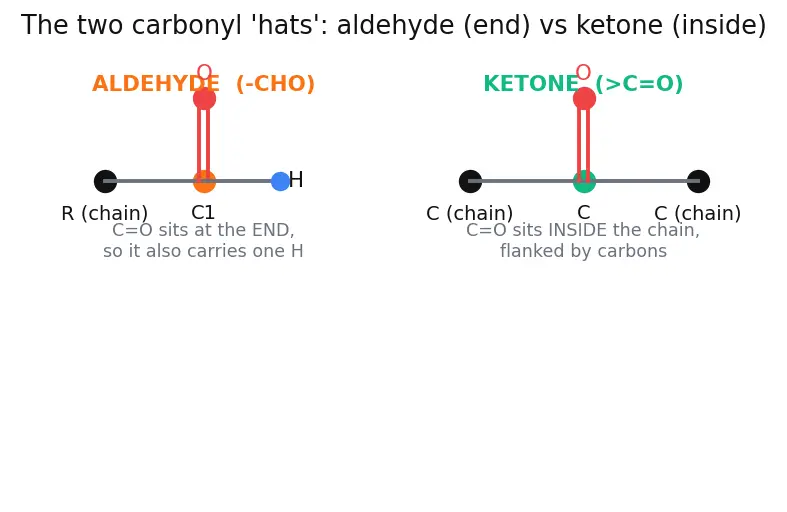 Figure — Carbohydrates — classification (mono - di - polysaccharides), Fischer - Haworth projections, mutarotation, glycosidic bo