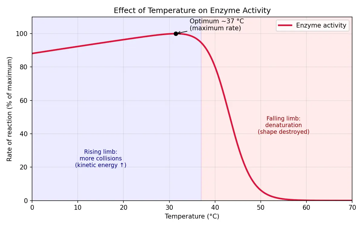 Figure — Describe effect of temperature on enzyme activity