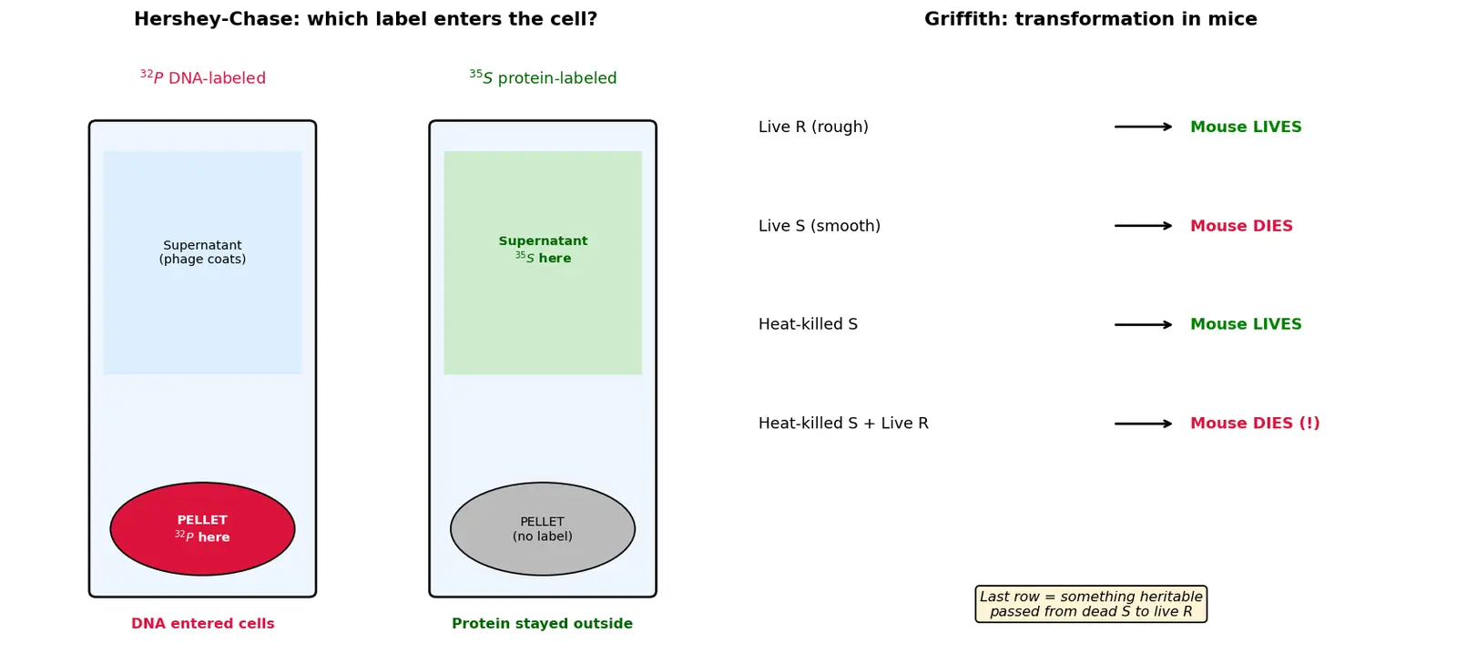 Figure — Summarize evidence that DNA is the genetic material (Griffith, Avery, Hershey-Chase)