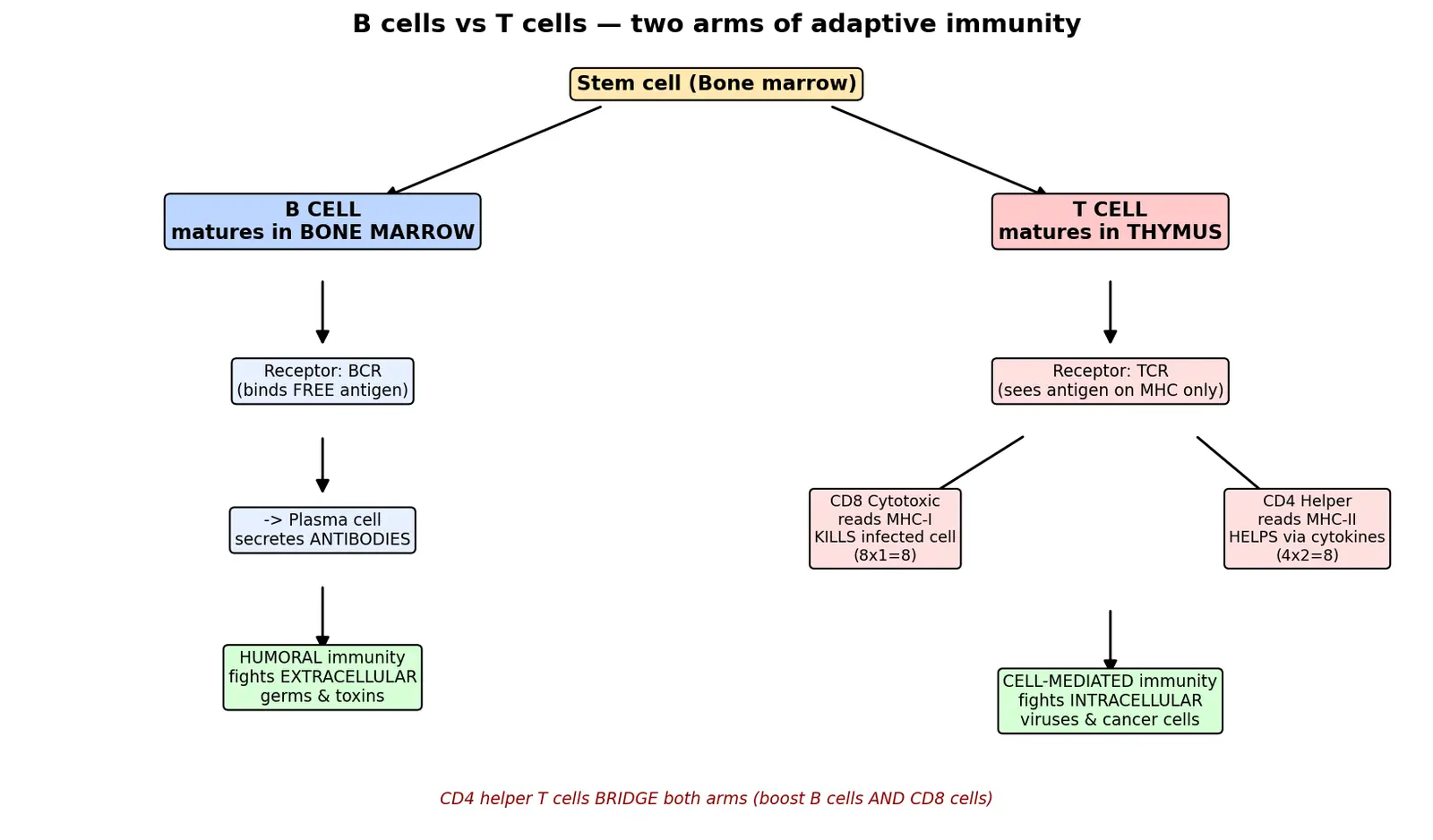 Figure — Distinguish B cells and T cells