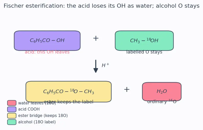 Figure — Carboxylic acids — acidity, derivatives (acid chlorides, anhydrides, esters, amides), Hell-Volhard-Zelinsky, esterificat