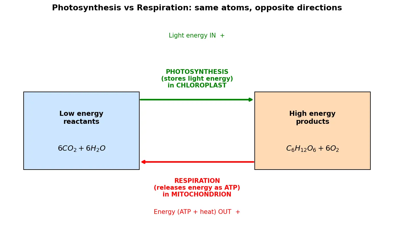 Figure — Compare photosynthesis and respiration