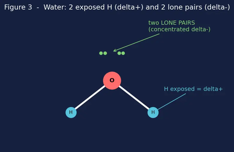 Figure — Hydrogen bonding — intermolecular, intramolecular; consequences (boiling points, water density)