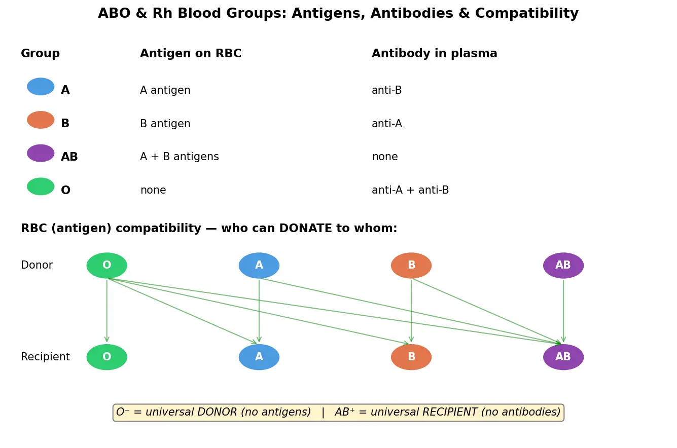 Figure — Explain ABO and Rh blood group systems