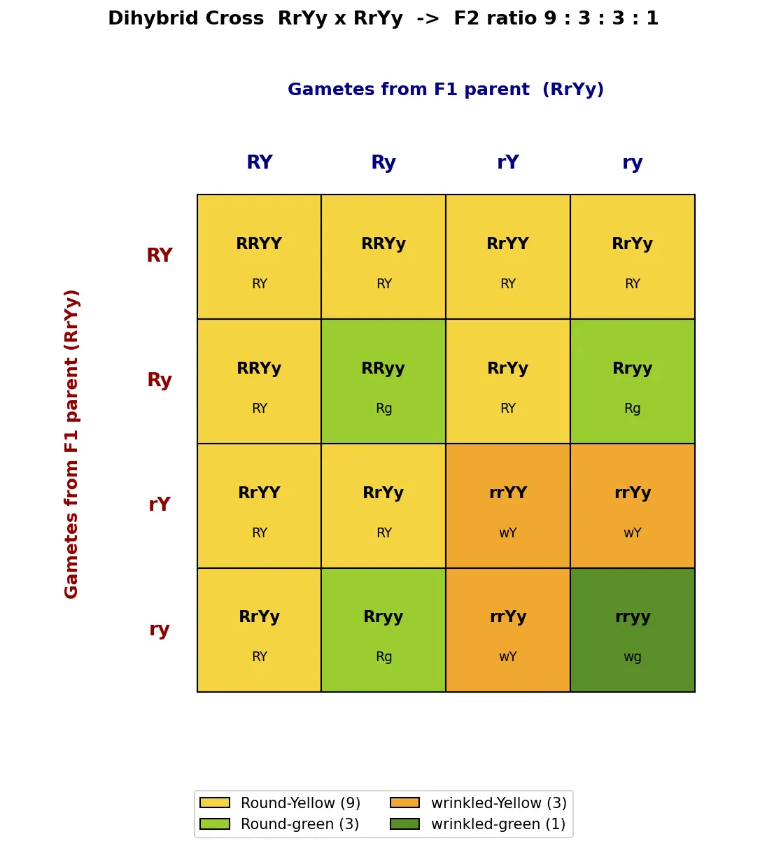 Figure — State Mendel's law of independent assortment