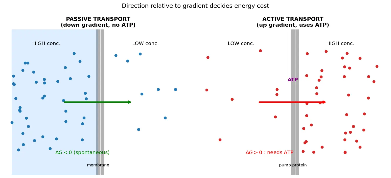 Figure — Distinguish passive and active transport