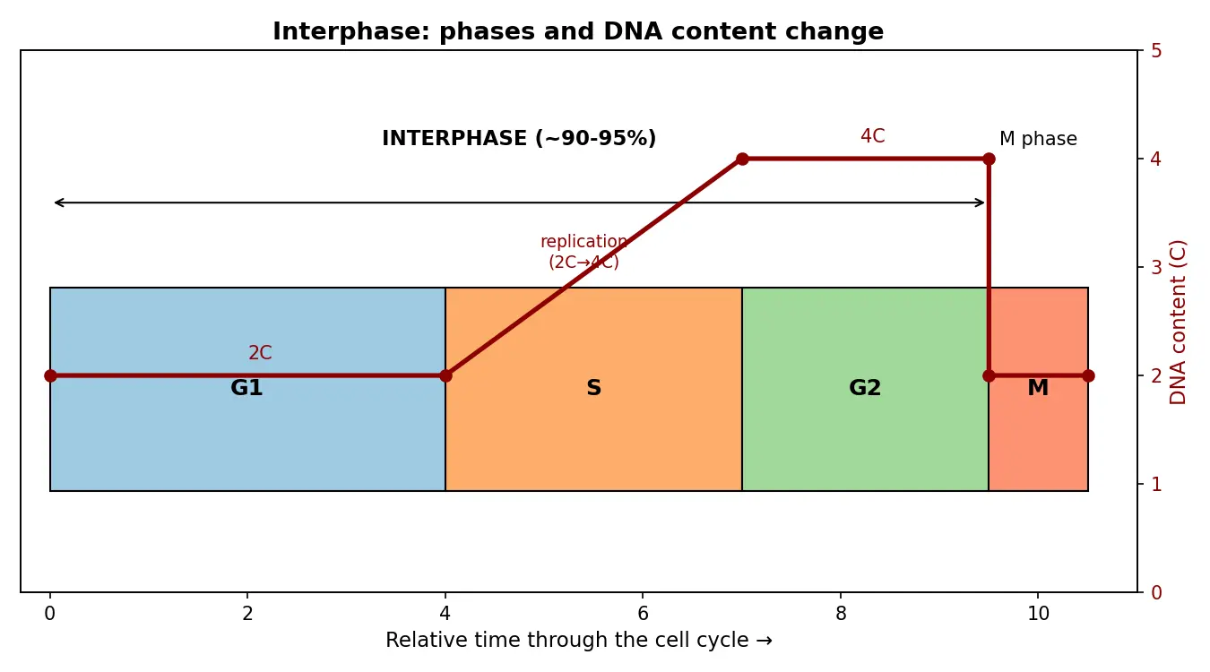 Figure — Explain interphase events