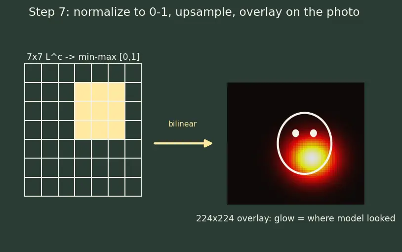Figure — Saliency maps and Grad-CAM