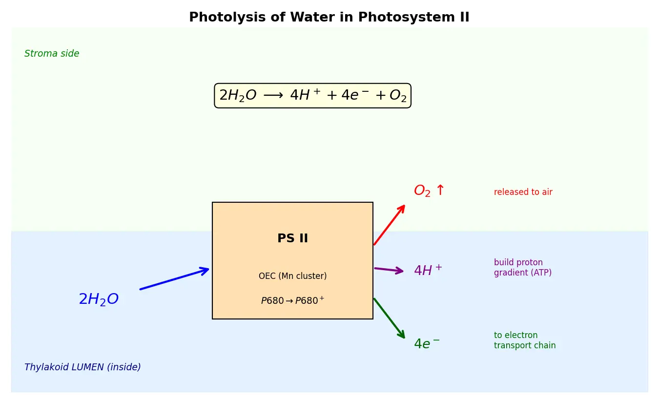 Figure — Explain photolysis of water