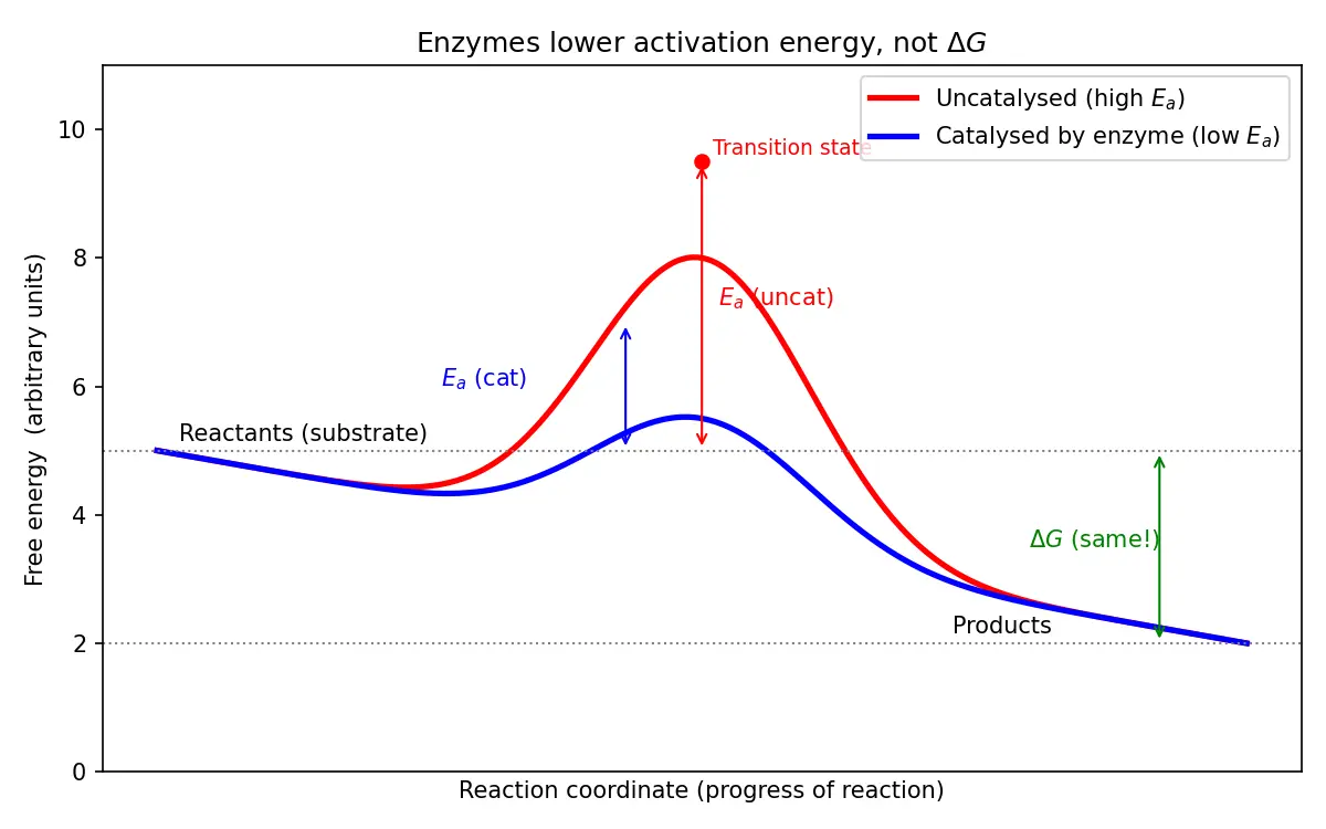 Figure — Explain enzymes as biological catalysts