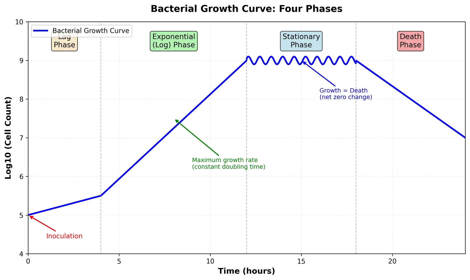 Figure — Describe bacterial growth curves