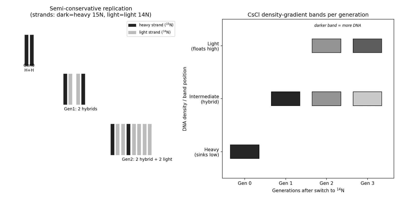 Figure — Describe semi-conservative replication (Meselson-Stahl)