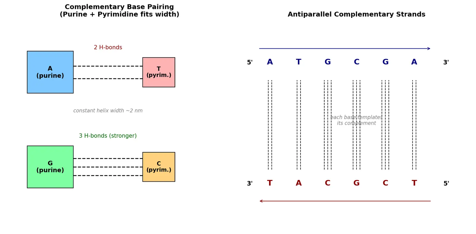 Figure — Explain complementary base pairing