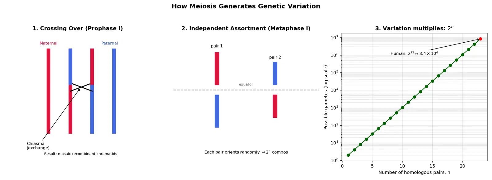 Figure — Explain how meiosis generates genetic variation
